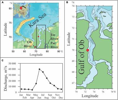 Water Exchange Between the Gulf of Ob and the Kara Sea During Ice-Free Seasons: The Roles of River Discharge and Wind Forcing